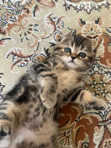 скотиш фолд шотланская вислоухая 1 месяц деврчка серый: Очаровательный котенок шотландской вислоухой породы. Обладает