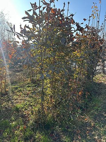 Другие декоративные деревья: Каштан крымский 2метр 800сом 3метр 1000сом — 3