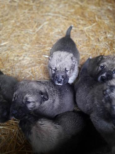 İtlər: Peyvəndli — 6