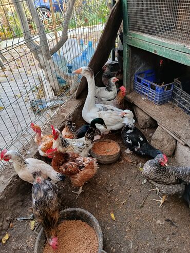 Toyuqlar: Satılır: həyət quşları (qarışıq) - Növ və rənglər: ağ qaz, ağ muskus — 7