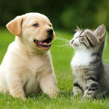 Могу выгуливать кошек и собак 🐶🐱 В любое в удобное вам время