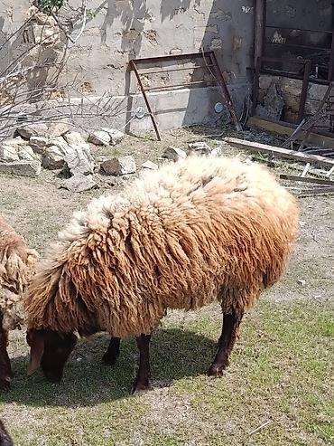 balın kilosu: Qurbanlıq qoç ana bala qoyun maştağada — 1