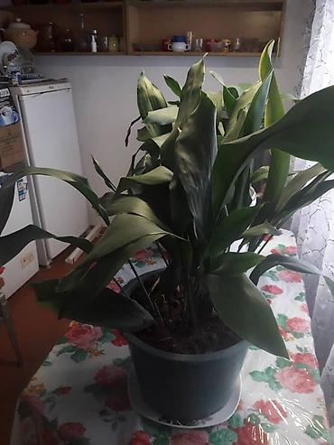 Фикусы: Комнатные растения в горшках. 1) Фикус эластика (каучуковое дерево) - — 8