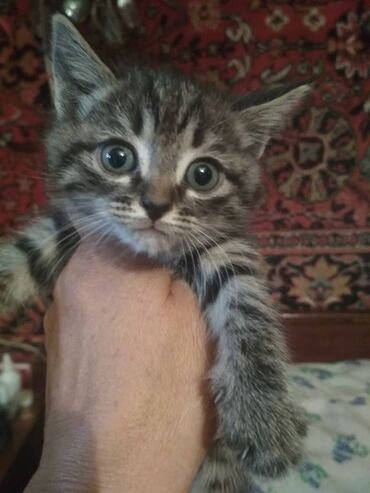 домик туалет для кошек: Мальчик