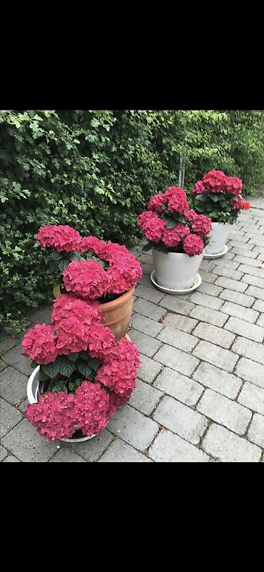 Digər bitkilər: Məhsul: Saksıda hortensiya (Hydrangea) - Rənglər: mavi, bənövşəyi — 12
