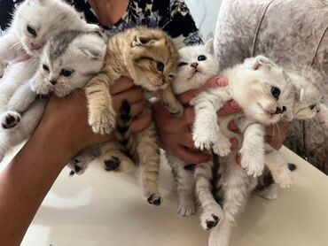 Pişiklər: Şinşilla, Erkək, Cütləşmə üçün -da lalafo.az — 6 Pişiklər: Şinşilla, Erkək, Cütləşmə üçün — 6