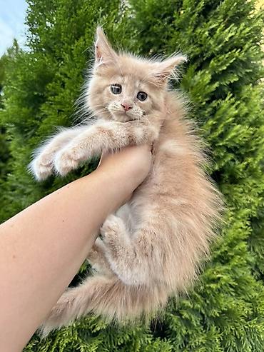 кошка породы мейн кун: Пушистый котёнок окраса кремовый (пастельный беж) с длинной — 3