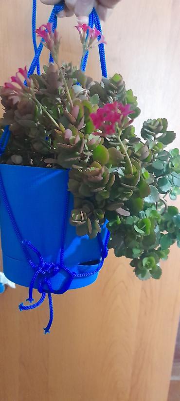 Бегонии: Продаю домашние растения — 3