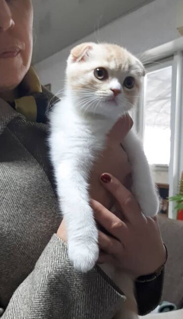когтеточка in Кыргызстан | ЗООТОВАРЫ: Продается котенок скоттиш фолд привит к лотку и когтеточке