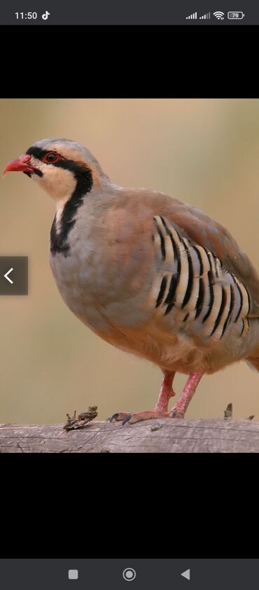 Digər quşlar: Esil Qafqaz qirqovulu tek xoruz 200azn unvan Gence basqa nov — 6