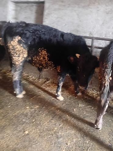 Коровы, быки: Продаю | Бык (самец) | На откорм — 18