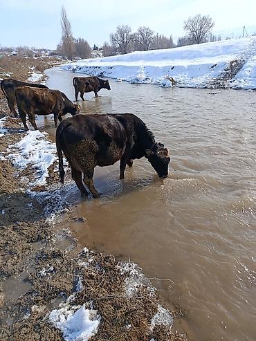 Коровы, быки: Продаю | Корова (самка) | Для молока — 2