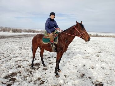 Лошади, кони: Продаю | Жеребец | Полукровка