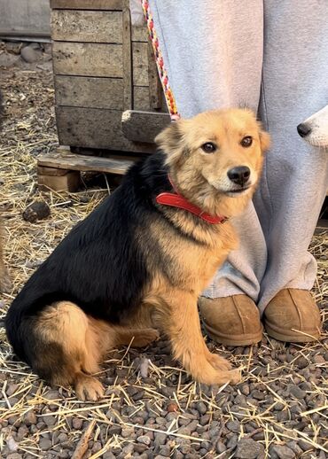 Отдам даром собаку: Собака даром: Дворняжка, 1 год, Самка, С прививкой — 4