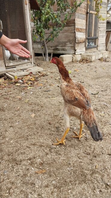 Toyuqlar: 7 aylıq fərədi — 1