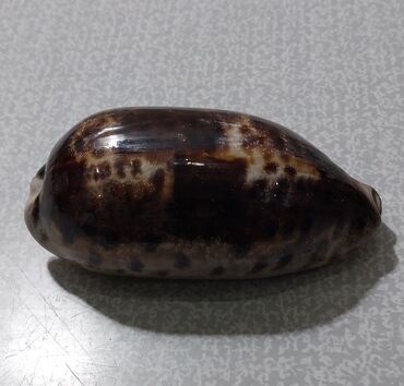 Digər kolleksiyalar: Rakuşka (balıq qulağı) satılır, xaricdən gəlmədir, nadir növdür, çox — 7