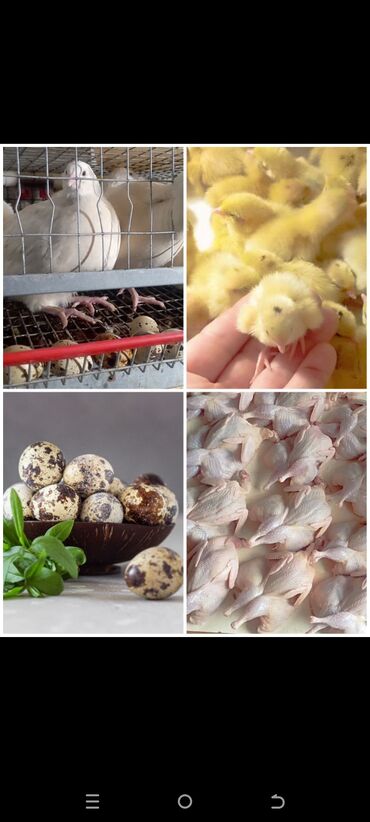 Шины: Шины 175 / 65 / R 14, Лето, Б/у, Комплект, Легковые, Китай, Goform — 7