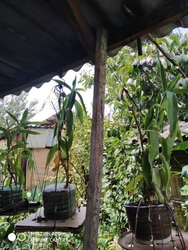 Декоративные цветы: Продаю: 1. Золотой Ус, большой. Цена за один корень 650 сом. — 9