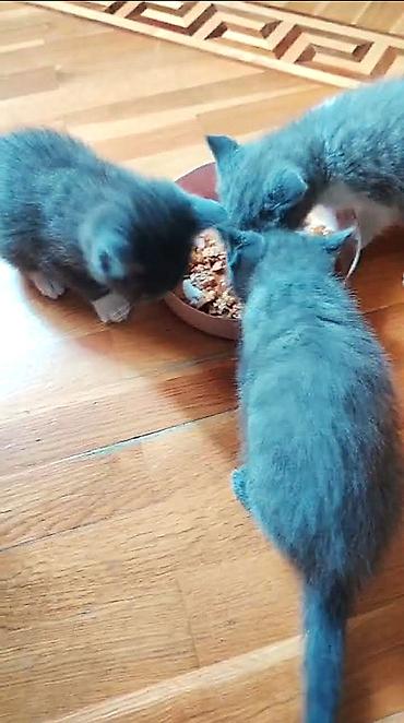 Pişiklər: Britan, Erkək, Dişi — 4