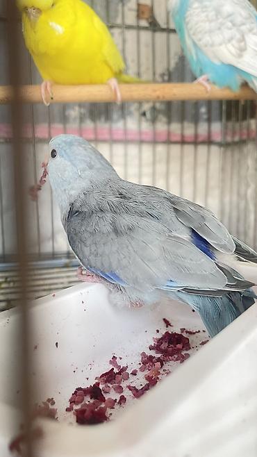 pişik balaca: Nadir rəngli cücələr – əl öyrəşdirilən papuqay balaları - Növ: kiçik — 2