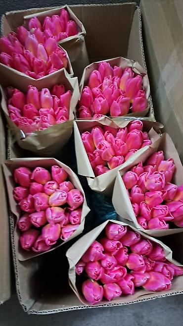 Букеты из живых цветов: Тюльпаны срезанные в наличии в ограниченном количестве -В продаже есть — 6