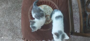 британский вислоухий кот цена: Мальчик и девочка отдадим в хорошие руки кушают сами чистые, активные