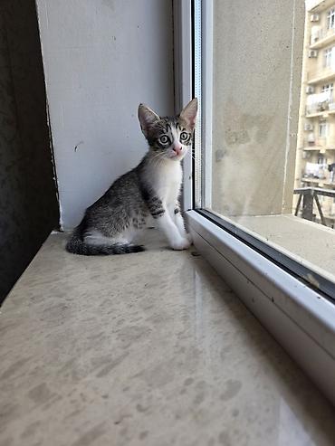 pisik baximi: Yaxşı əllərə — 5