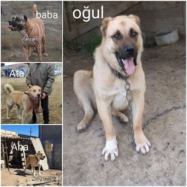 İtlər: Kanqal, 7 ay, Erkek