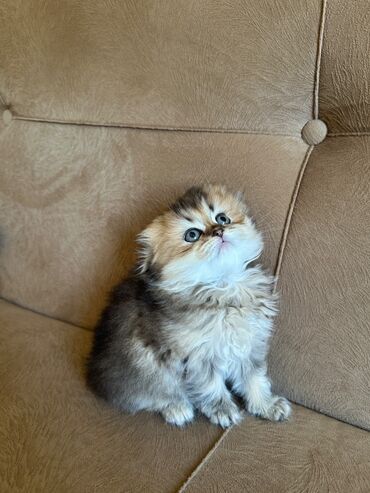 pişik sortu: Британская, Самка, Самовывоз