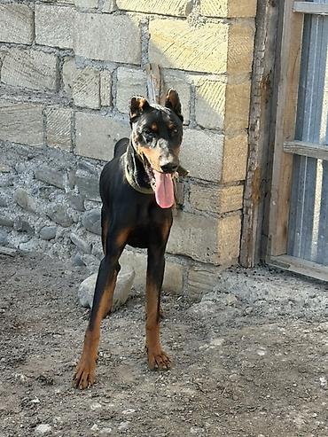 itlər afcarka: Doberman, 2 il, Erkək — 1
