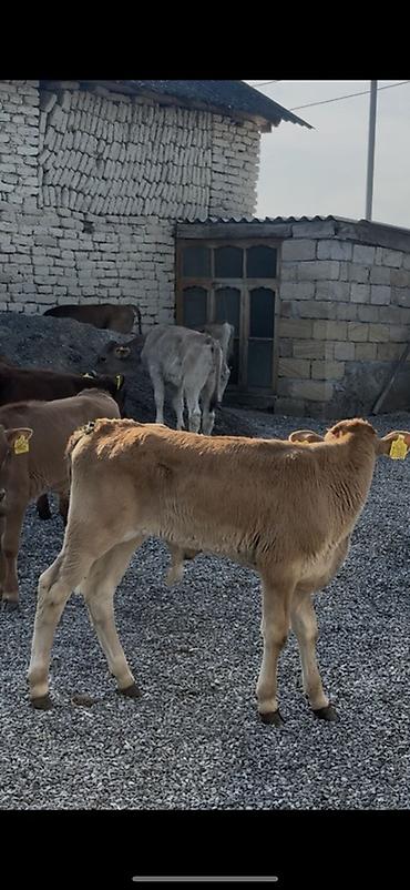 Dana, buzov: 1250 Manatdan BAŞLAYİR! Simental, Angus Şarol Lumizin Ağqulaq — 23