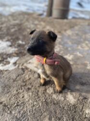 продажа щенков немецкой овчарки с документами в бишкеке: Бельгийская овчарка, 1 месяц, Самец, С родословной