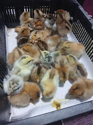 Digər quşlar: Her nov cuce satişi. xarkov çil 2m xarkov 1.50m atkas 3m avstroluq 3m — 14