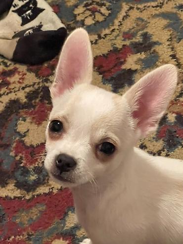 Продажа собак: Продаются замечательные щенки — такса и чихуахуа 🐶✨ Ищем заботливых и — 4