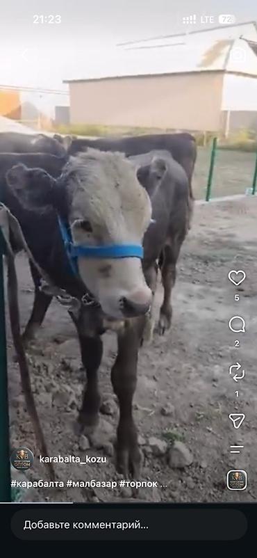 бычков: Продаю | Музоо, торпок | На откорм — 1