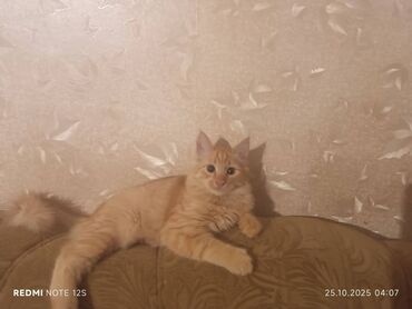 продажа кукурузы в початках: Котята домашние - Окрас: рыжий табби и черный однотонный - Возраст на