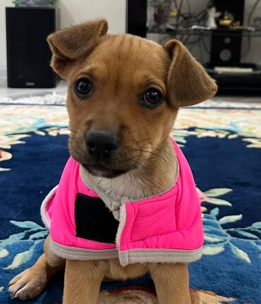 İtlər: Zərif və ağıllı ba - Cins: Cek Rassel Teryer - Rəng: qızılı-qəhvəyi — 12