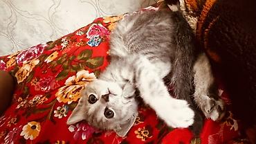 Животные: Котёнок серо‑дымчатого окраса с выразительными глазами и пушистым — 2