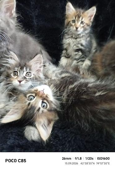 слив казанской пантеры: Мейн-Куны 🥰🥰🥰. Продаются котята Рысята ♥️ Чистокровные, Шикарные — 6
