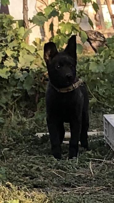 Продажа собак: Колли, 2 месяца, Самец — 3