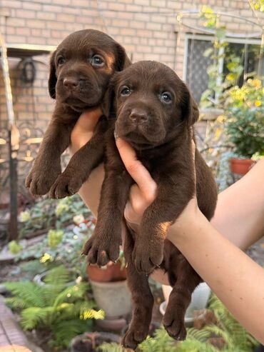 Продажа собак: Щенки лабрадор -ретривер 🐾 Рождены-27.07.2025 Шоколадного окраса С — 5