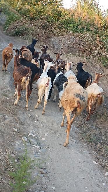 uzun tuk pişik: Dişi, il: 2, Damazlıq, Ünvandan götürmə — 7