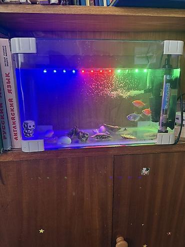 аквариум пластик: Komplekt akvarium dəsti - Şüşə akvarium: kompak ölçülü, düz kənarlı — 1