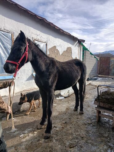 Лошади, кони: Продаю | Жеребец | Рабочий — 9