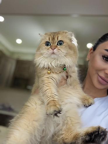 Pişiklər: Qızıl şinşilla, Dişi — 11