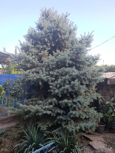 отургучтар бу: Голубая ель (Picea pungens Glauca) для ландшафтного озеленения