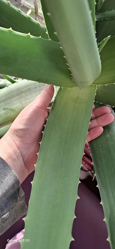 Алоэ: Алое вера 8 летнее сейчас уже отцвел. и срезал ствол at lalafo.kg — 5 Алоэ: Алое вера 8 летнее сейчас уже отцвел. и срезал ствол — 5