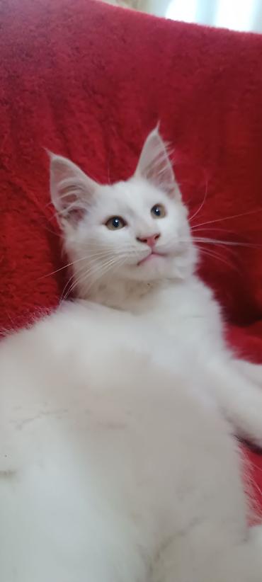 Кошки: Мейнкуны ♥️♥️♥️ Продаётся Чистокровный, Эксклюзивный котик Мейн-Кун🥰 — 4