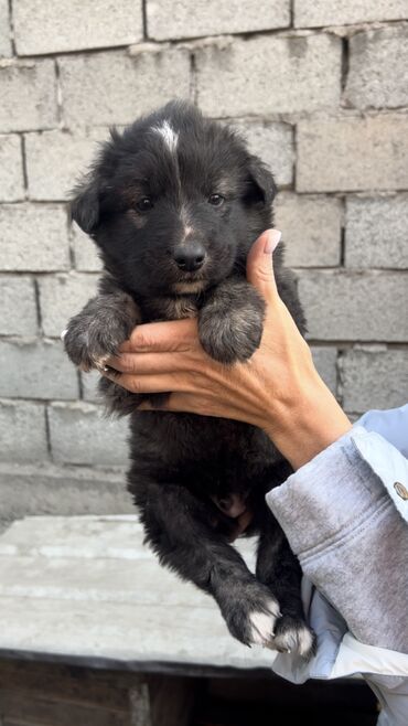 Отдам даром собаку: Собака даром: Дворняжка, 2 месяца, Самец, С прививкой — 9