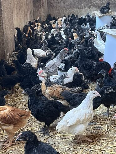 K/t heyvanları üçün mallar: Müxtəlif rənglərdə, qara, ağ, qəhvəyi və naxışlı lələklərlə fərqlənən
